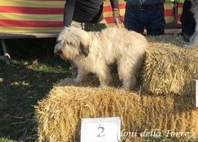 Bild laden Allegra I Catalani della Torre 1.jpg